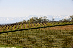 vignobles de Saint-Mont